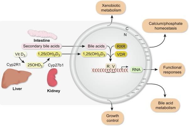 Fig. 51.2, Model for the molecular mechanism of action of 1,25(OH) 2 D 3 or secondary bile acid lithocholate in the nucleus of target cells. Activating ligands enter the cell (or may be produced within the cell) and bind to the VDR. This binding promotes heterodimer formation with RXR, binding of the complex to regulatory regions of target genes and the regulation of mRNAs responsible for biologic response.