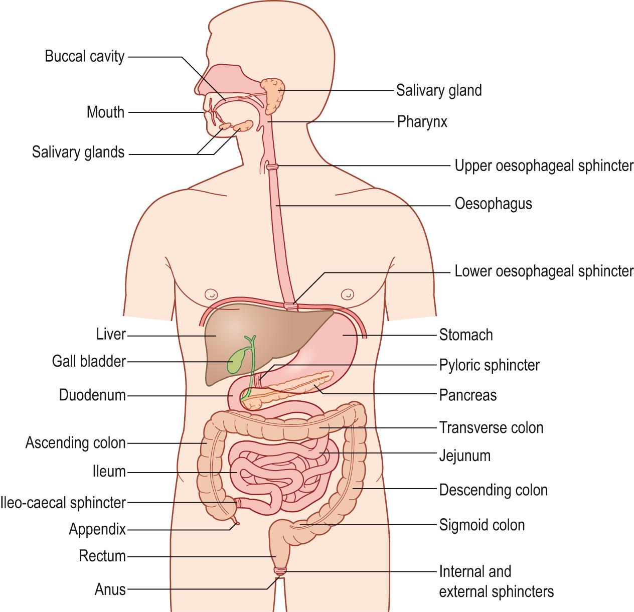 Fig. 15.1, The alimentary canal and its associated glands.