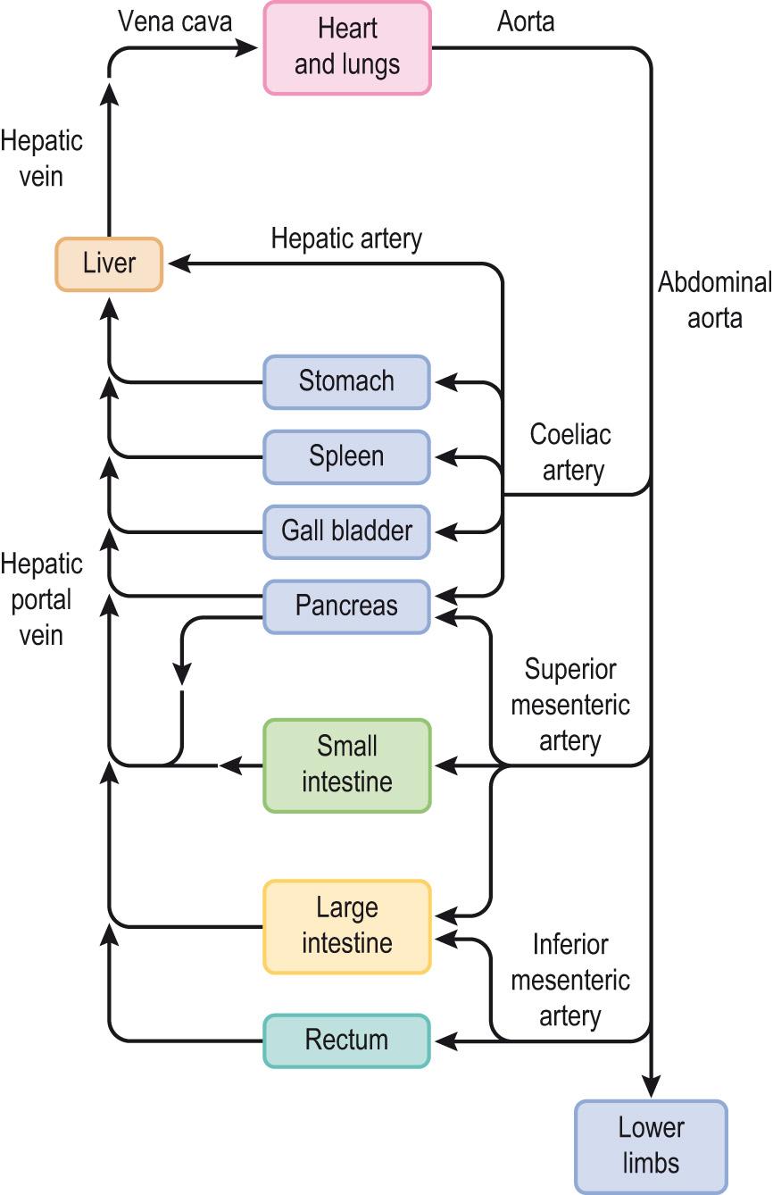 Fig. 15.2, The splanchnic circulation.