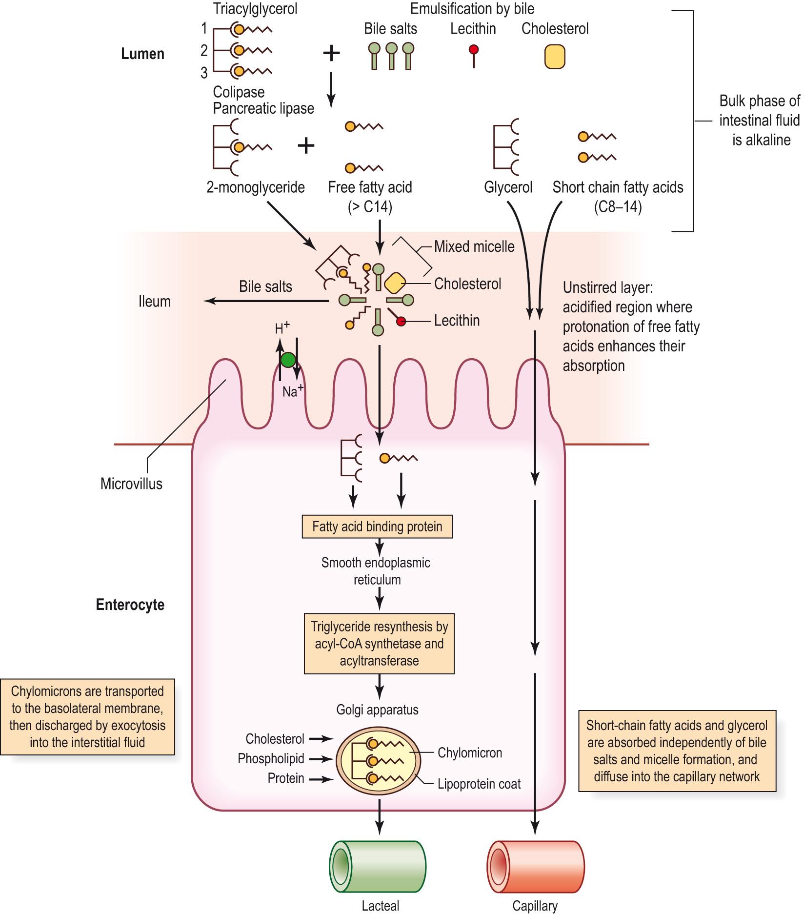 Fig. 15.4, Digestion and absorption of triglycerides.