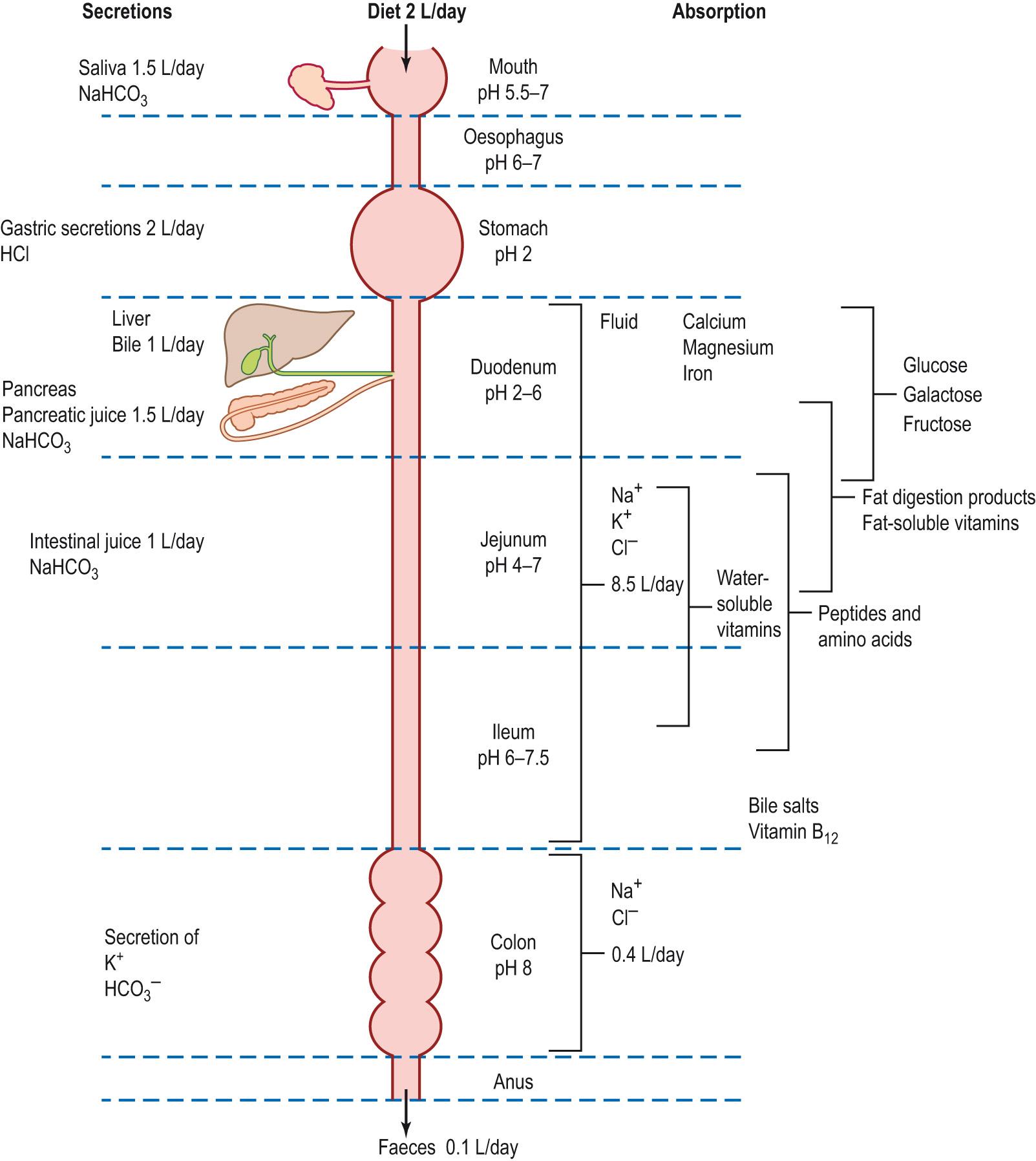 Fig. 15.5, Fluid and electrolyte movements into and out of the alimentary canal.