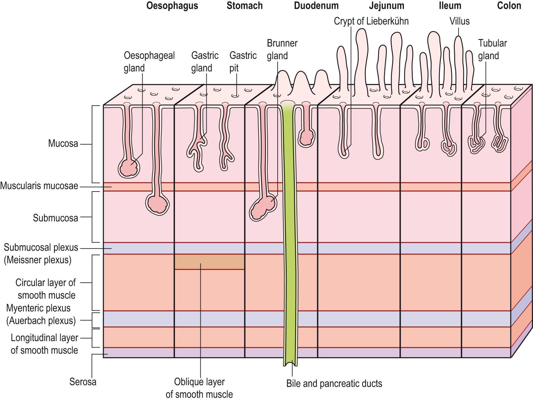 Fig. 15.7, General organisation of the layers of the alimentary canal together with features of specialised regions.