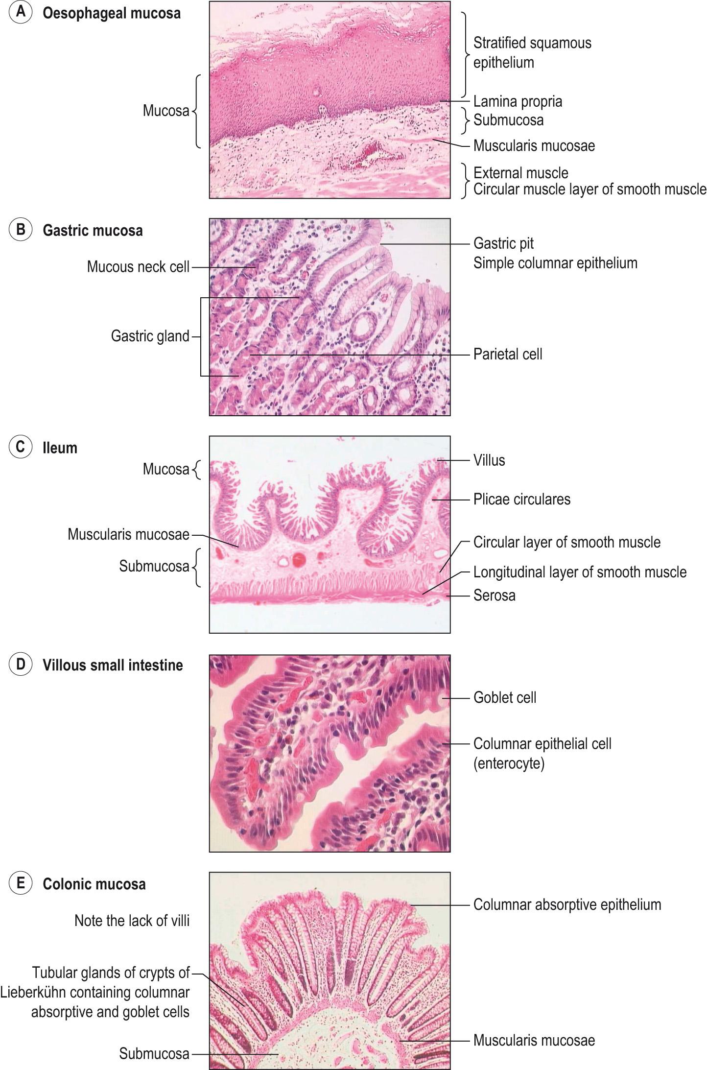 Fig. 15.8, Microanatomy of the alimentary system.