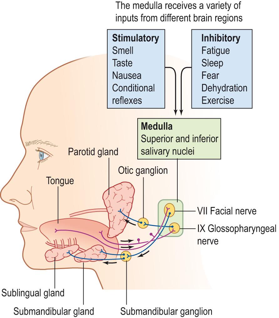 Fig. 15.9, Position of salivary glands and innervation.