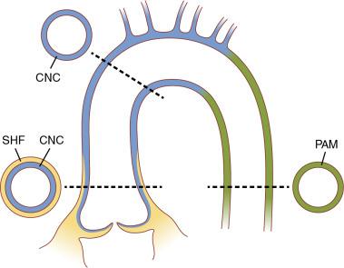 Fig. 11.1, Embryologic Origins of the Aortic Valve and Aortic Wall.