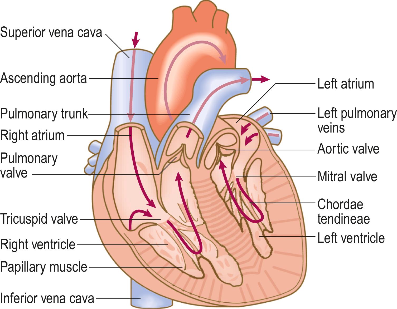 Fig. 4.1, The heart chambers and valves.