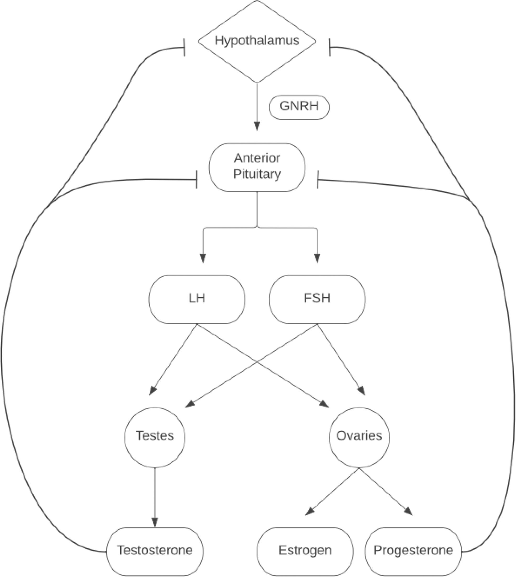 Figure 4.1, Hypothalamus–pituitary–gonadal axis.