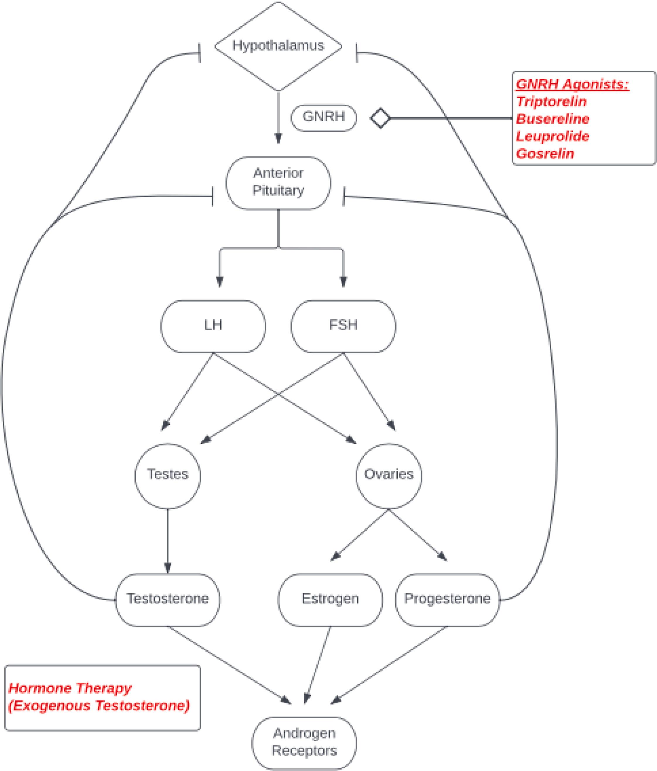 Figure 4.2, Female to male hormonal transition.