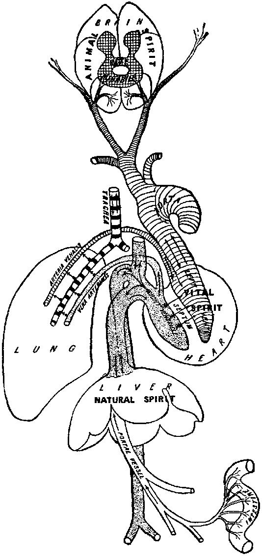 • Fig. 35.1, Illustration reconstructing Galen’s scheme of cardiovascular and respiratory physiology as described in the text. Galen did not use illustrations in his writings; this diagram is taken from reference 12.