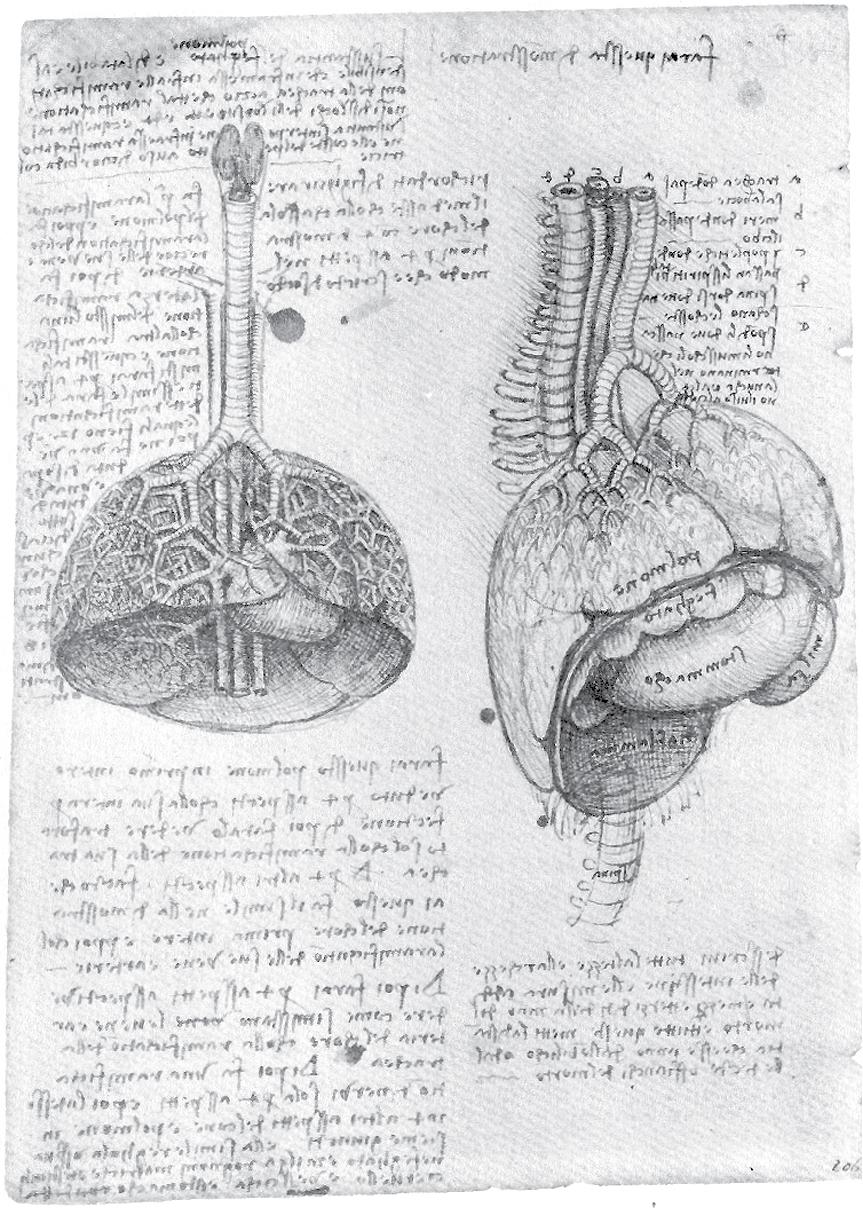 • Fig. 35.2, da Vinci’s drawing of the thoracic organs of a pig ( c. 1508). The organs are labelled in mirror writing in Latin: polmone , lung; feghato , liver; milza , spleen; stommacco , stomach; djaflamma , diaphragm; spina , spine. See text for an explanation of labels a–e above the drawing on the right.