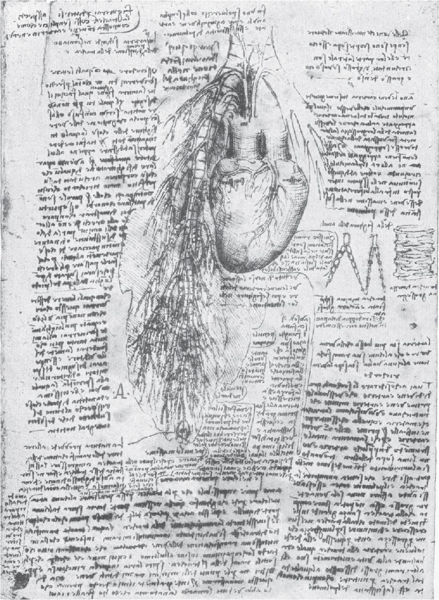 • Fig. 35.3, da Vinci’s drawing of the pulmonary circulation in relation to the bronchi ( c . 1513). Pulmonary vessels arise from several parts of the heart, leading da Vinci to propose a dual blood supply to the lung. Coronary arteries and veins can be clearly seen on the heart. At the lower end of the main drawing, da Vinci has drawn a small circle containing the letter N. The notes describe the structure as having ‘ a crust, like a nutshell’ containing a ‘ dust and watery humour ’, possibly representing his discovery of a lung cyst 17 or a tuberculous cavity. 15