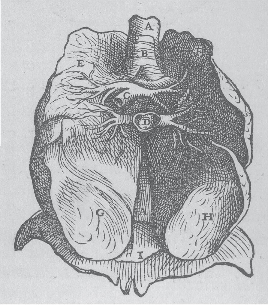 • Fig. 35.4, Figure from Book VI of Vesalius’s Fabrica , 19 showing an anterior view of the lungs after removal of the heart. A, Oesophagus; B, trachea; C, pulmonary artery; D, pulmonary vein; I, diaphragm. E–H refer to the lobes of the lun—Vesalius’s illustrations always showed each lung to have four lobes.