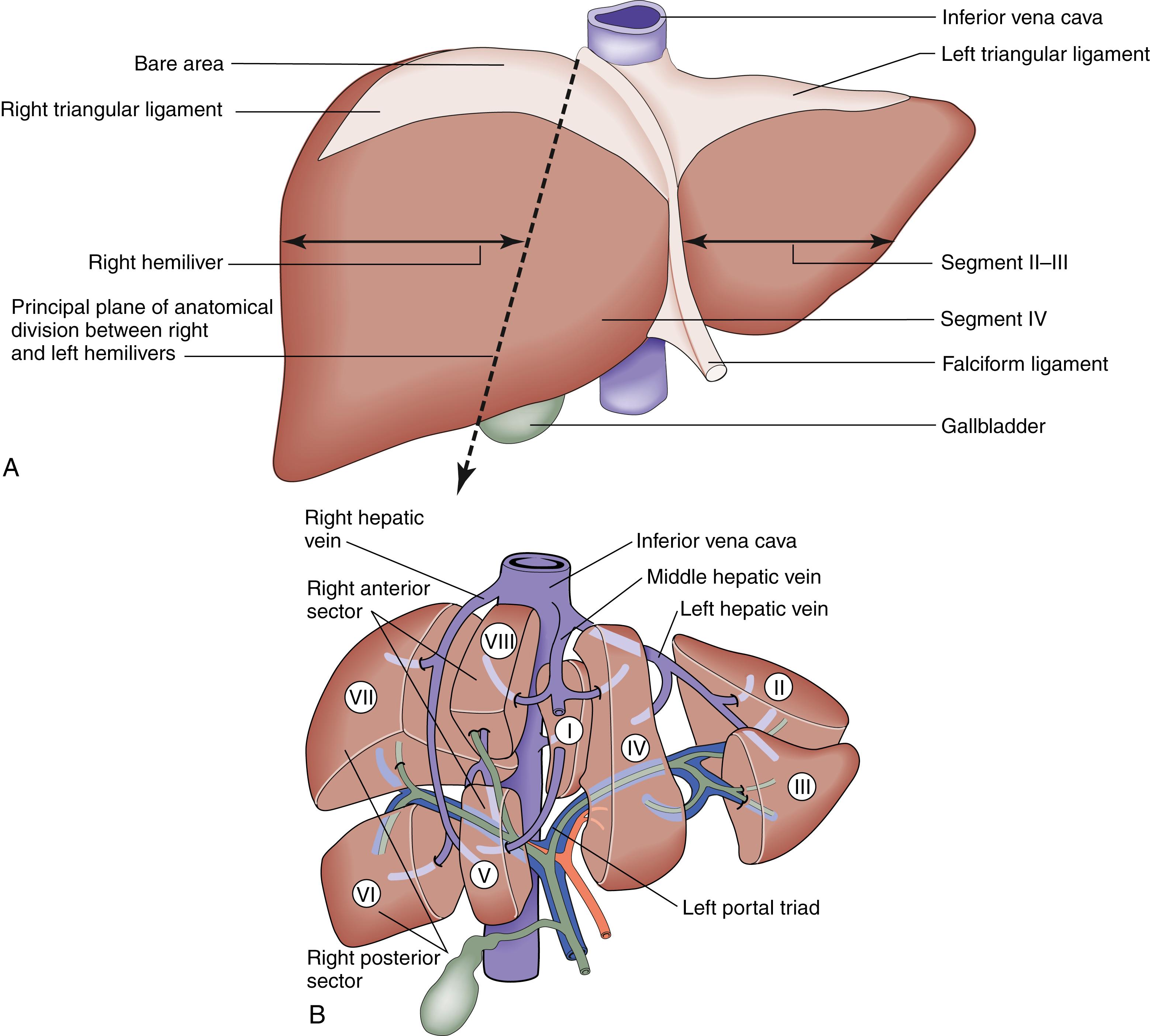 Fig. 15.1, Anatomy of the liver.