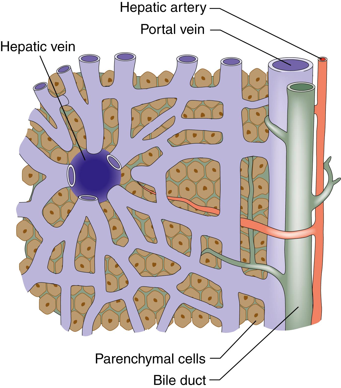 Fig. 15.2, The hepatic lobule. Sinusoids drain into the central hepatic vein.