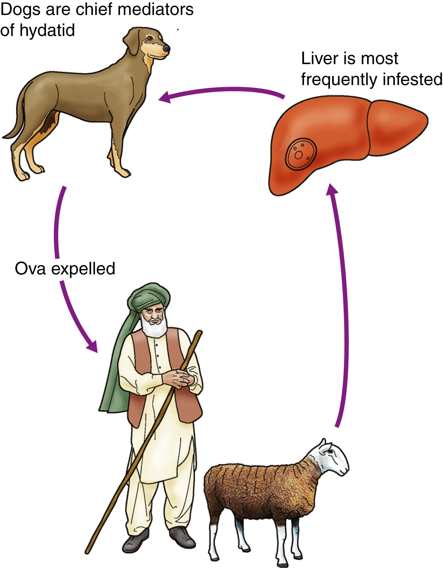 Fig. 15.10, Life cycle of Echinococcus granulosus .