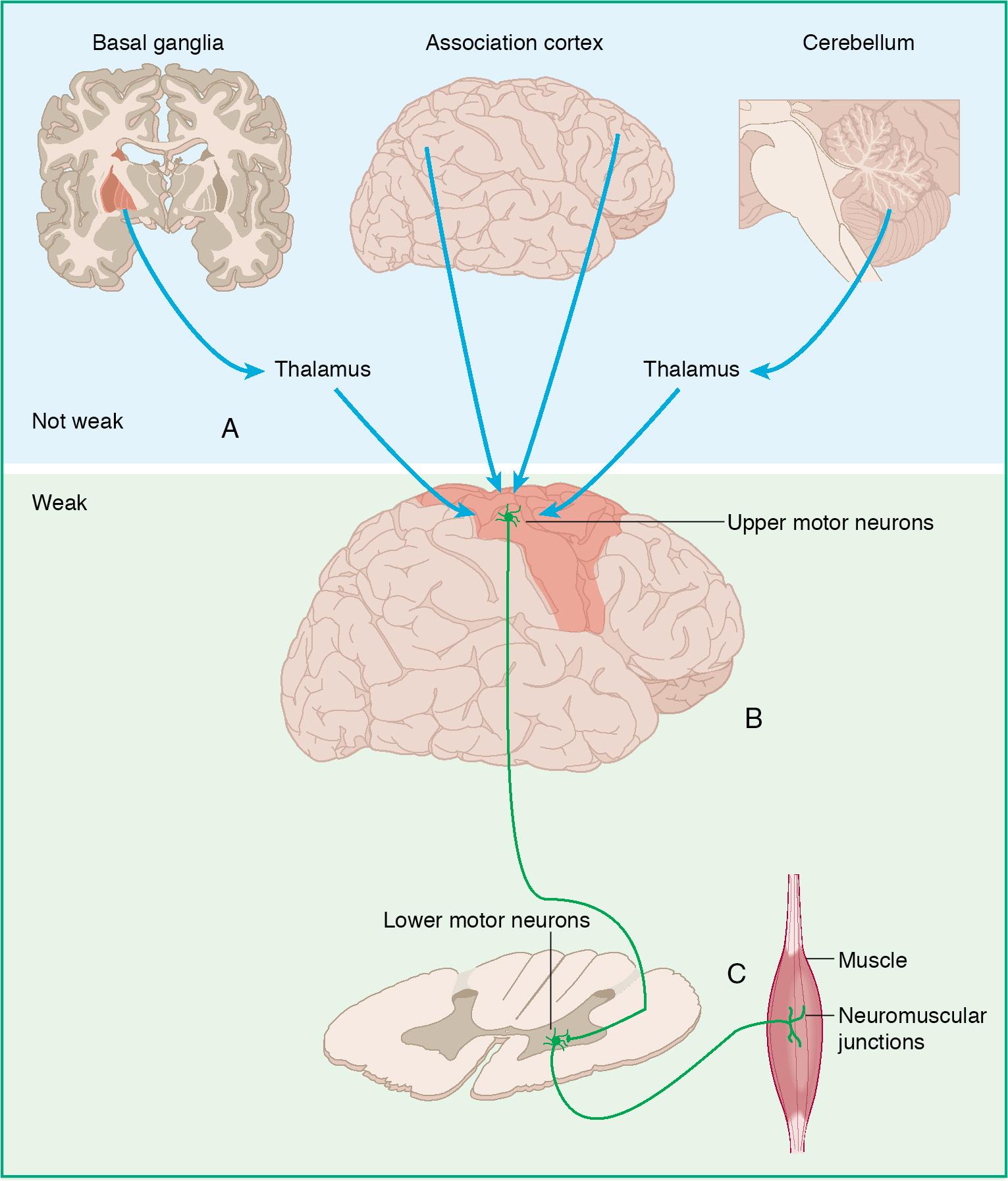 Fig. 5.1, Neural tissues involved in the control of skeletal muscle. A. The premotor cortex and the supplementary motor area are frontal lobe tissues that receive input from the cerebellum and deeper structures, such as the basal ganglia, and transmit information to the primary motor cortex. B. Neurons with their cell bodies in the primary motor cortex send their axons down the internal capsule into the brain stem and medulla. At the pyramidal decussation, the axons cross the midline and enter the spinal cord. C. At a given spinal cord level, the ventral and dorsal roots fuse and synapse on the target skeletal muscle.