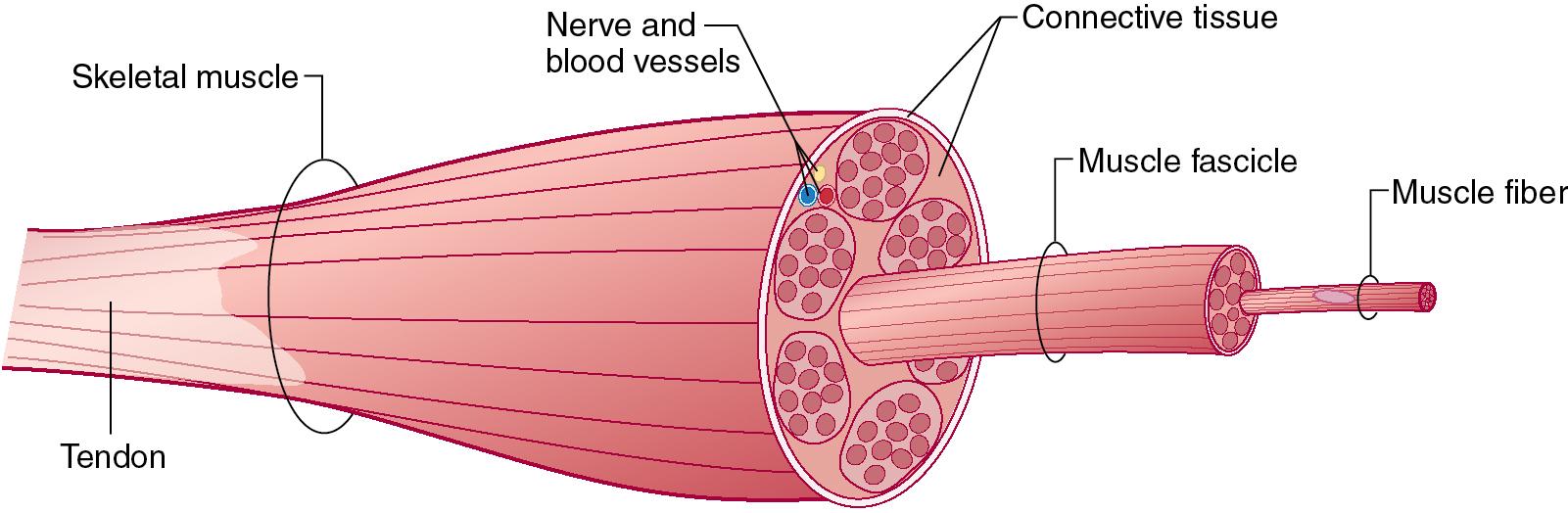 Fig. 5.2, Skeletal muscle subdivisions. The epimysium is the external covering layer of the entire skeletal muscle. The perimysium separates groups of muscle fibers. The endomysium divides individual muscle fibers from one another.