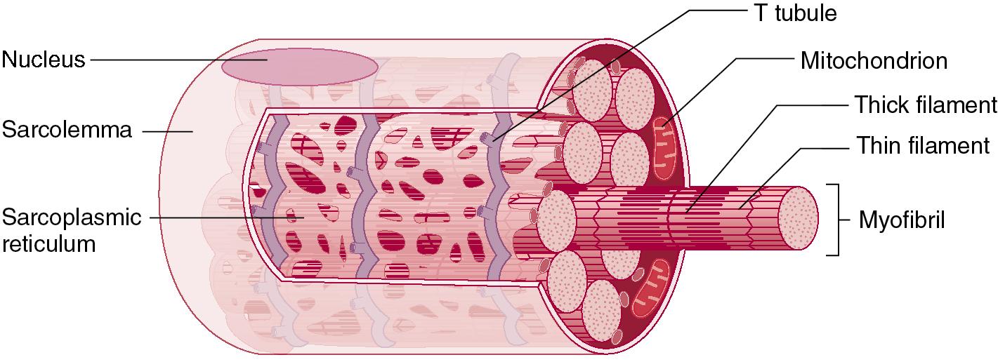 Fig. 5.3, A skeletal muscle fiber. Skeletal muscle fibers are long, cylindrical cells. Because they result developmentally from the fusion of many precursor cells, they have numerous nuclei. The prominent stripes are called striations.