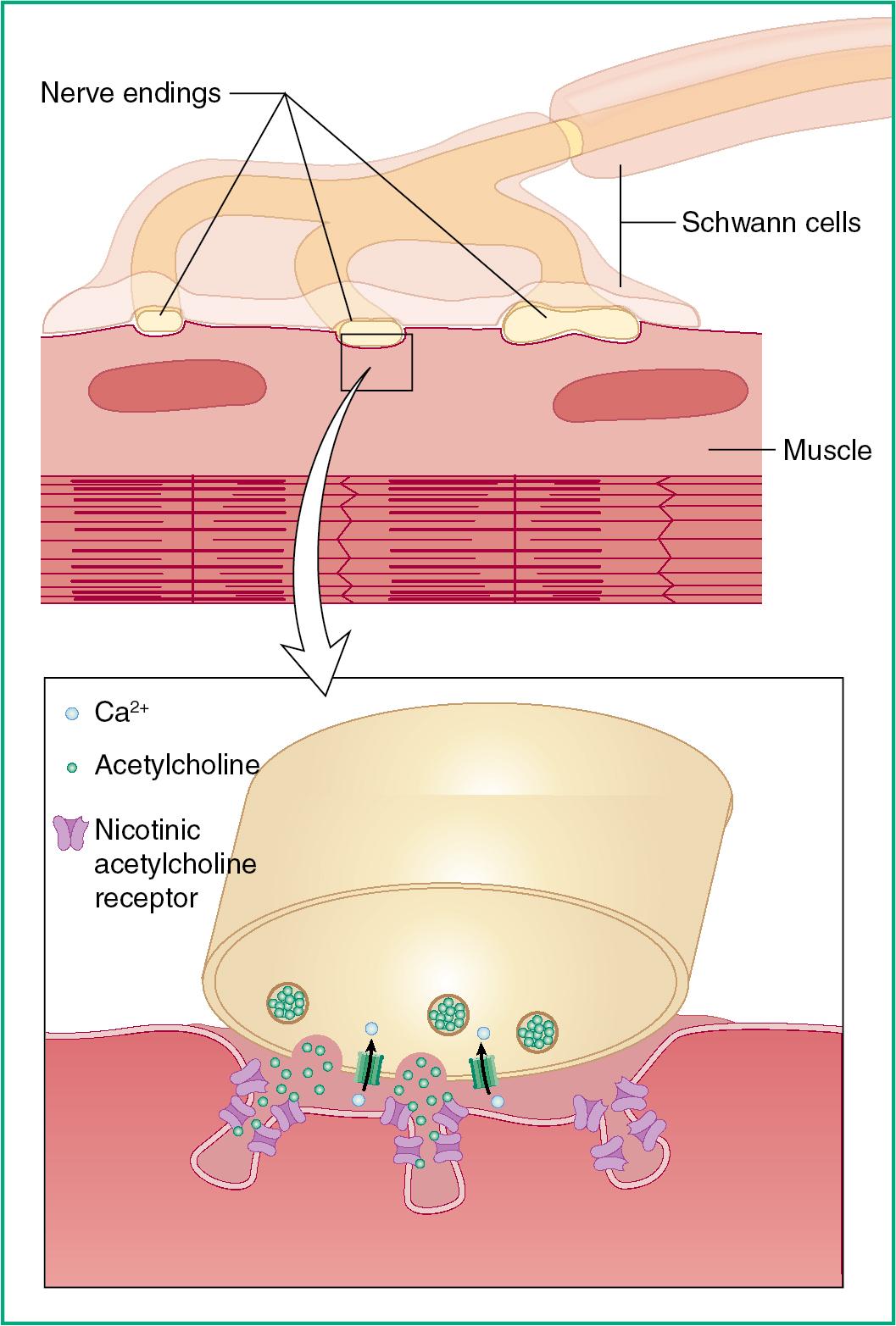 Fig. 5.4, The neuromuscular junction. The terminal bouton has numerous neurotransmitter vesicles that contain acetylcholine (ACh). The vesicles aggregate at active zones. The terminal bouton does not touch its target muscle cell—it is separated from the muscle fiber by the synaptic cleft. The muscle cell membrane, or sarcolemma, apposed to the terminal bouton has numerous synaptic folds where ACh receptors are present in high density. The segment of the sarcolemma with such synaptic folds is known as the motor end plate .