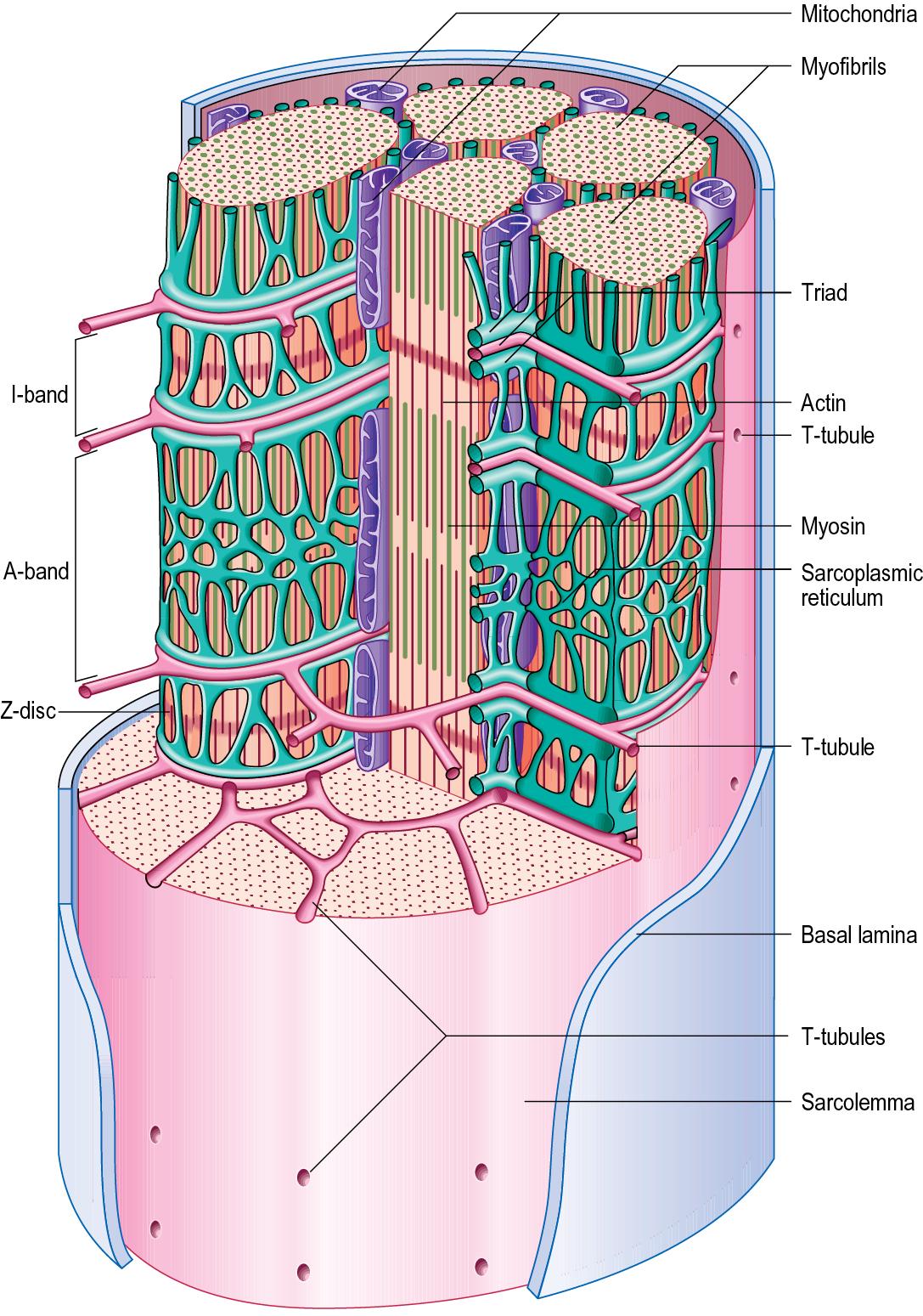 Fig. 5.5, The T tubule system of a skeletal muscle fiber. The T tubules are complex invaginations of the sarcolemma.