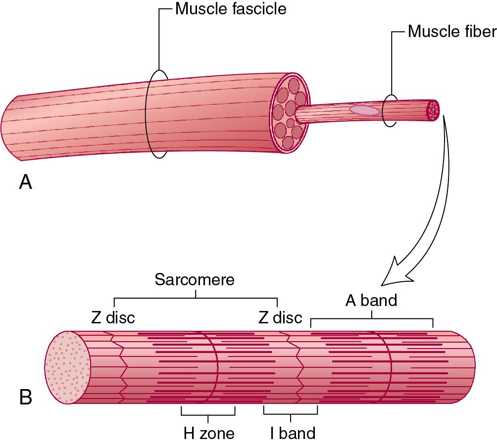 Fig. 5.6, Myofibrils and sarcomeres. A. A skeletal muscle fiber is composed of numerous myofibrils—closely packed, parallel cylindrical structures. B. A single myofibril is a series of alternating dark and light bands. The sarcomere is the basic unit of the myofibril and extends from one Z line to the next. The sarcomeres of a given myofibril are in register with those of adjacent myofibrils, accounting for the striations of a skeletal muscle cell.