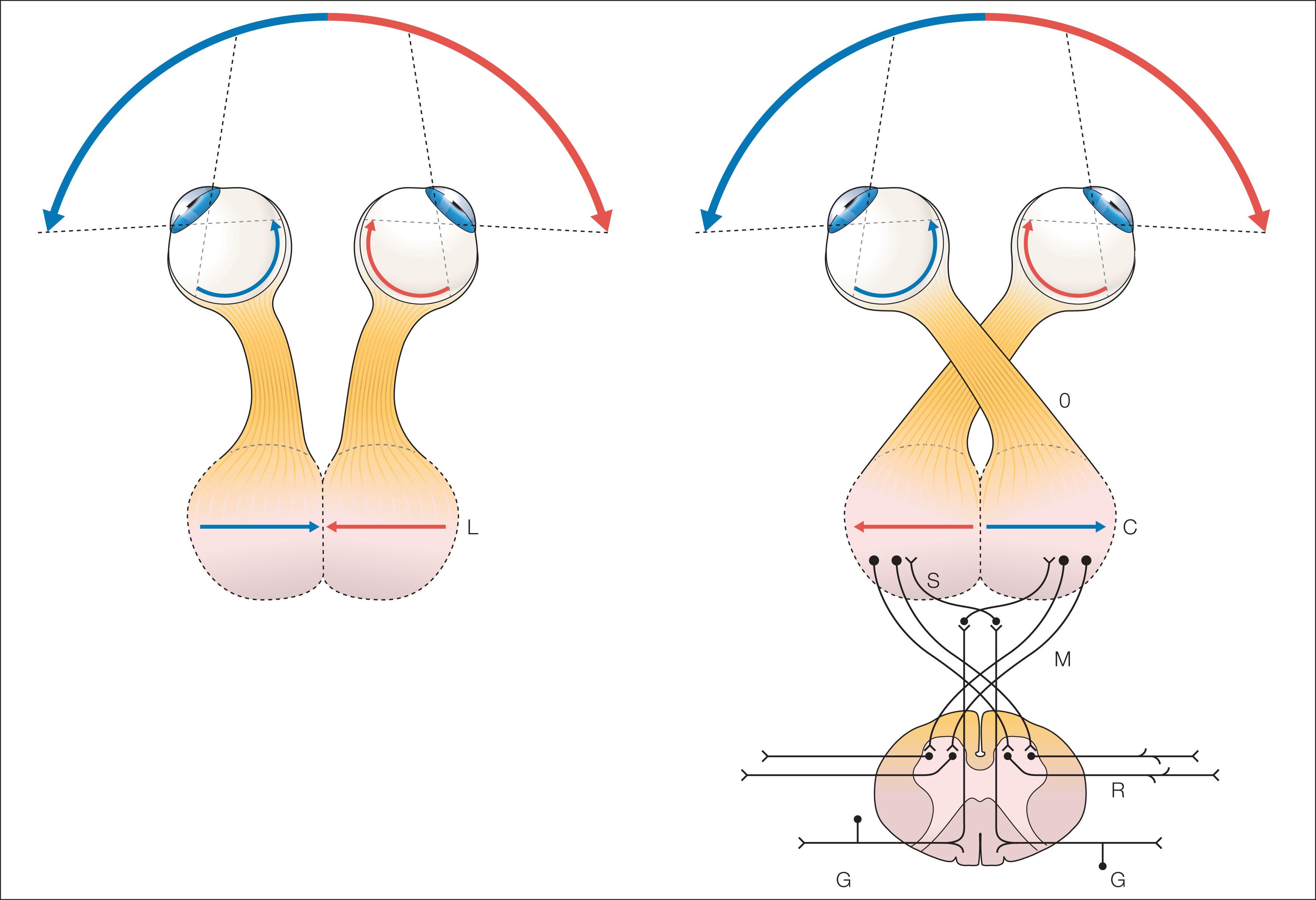 Fig. 57.1, Ramón y Cajal's original diagram of the hypothetical uncrossed chiasm (left). On the right is the completely crossed chiasm in lateral-eyed animals.