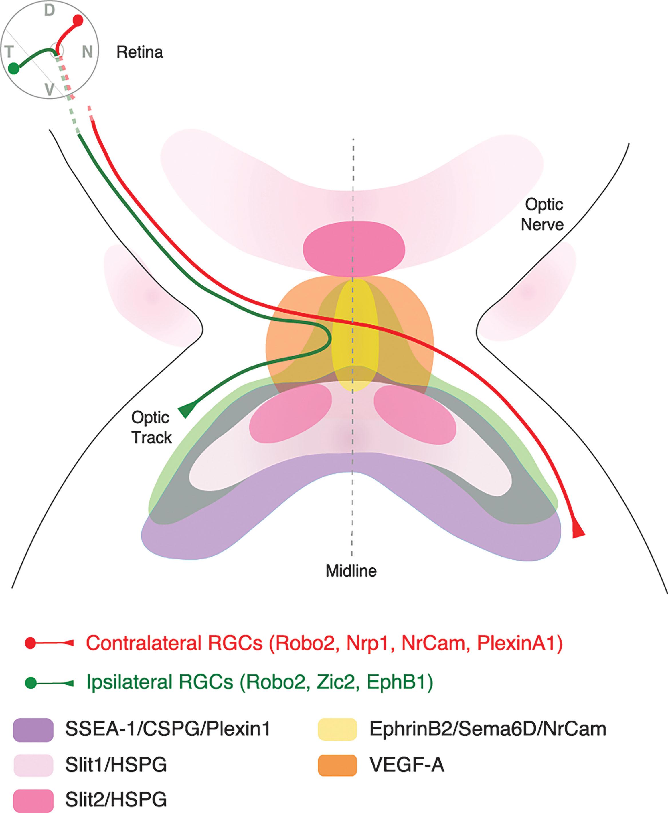 Fig. 57.2, Expression pattern of key molecules that direct RGC axon navigation at the optic chiasm of mice. RGC axons expressing Robo receptors reach the optic chiasm region starting at E10–E11. There diffusible Slit molecules shape a repulsion-free corridor that delineates the path the RGC axons grow through. SSEA-1-positive neurons expressing CSPG are also located at the ventral diencephalon, helping to establish the general optic chiasm path. Axonal divergence between ipsilateral axons (green), arising at the ventrotemporal retina, and contralateral axons (red), coming from the rest of the retina, occurs at the midline. Ipsilateral axons express EphB1, which is induced by the transcription factor Zic2. At the midline, ipsilateral axons are repelled by ephrin-B2 that is expressed by glial cells. As a consequence of the EphB1/ephrin-B2 interaction, ipsilateral axons turn about 90 degrees to project in the same hemisphere. Contralateral axons do not express. EphB1 and ignore ephrin-B2. In contrast, because they express Neuropilin1, contralateral axons are attracted by VEGF-A, also expressed at the midline. Positive interactions between NrCAM and PlexinA1 on contralateral axons and PlexinA1 and NrCAM together with Sema6D at the midline also help promote midline crossing. D = dorsal; N = nasal; V = ventral; T = temporal).