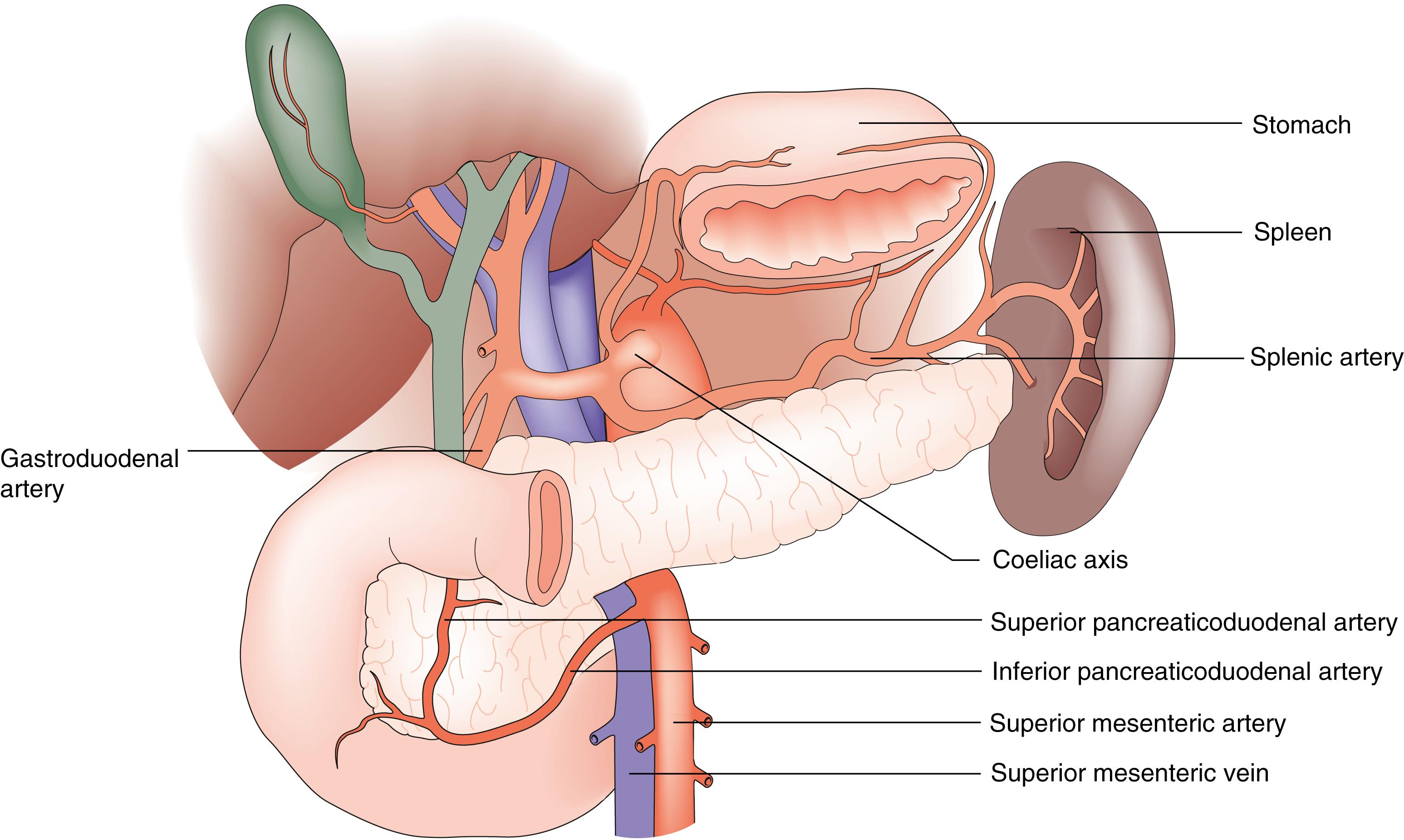 Fig. 16.2, Anatomic relationships of the pancreas.