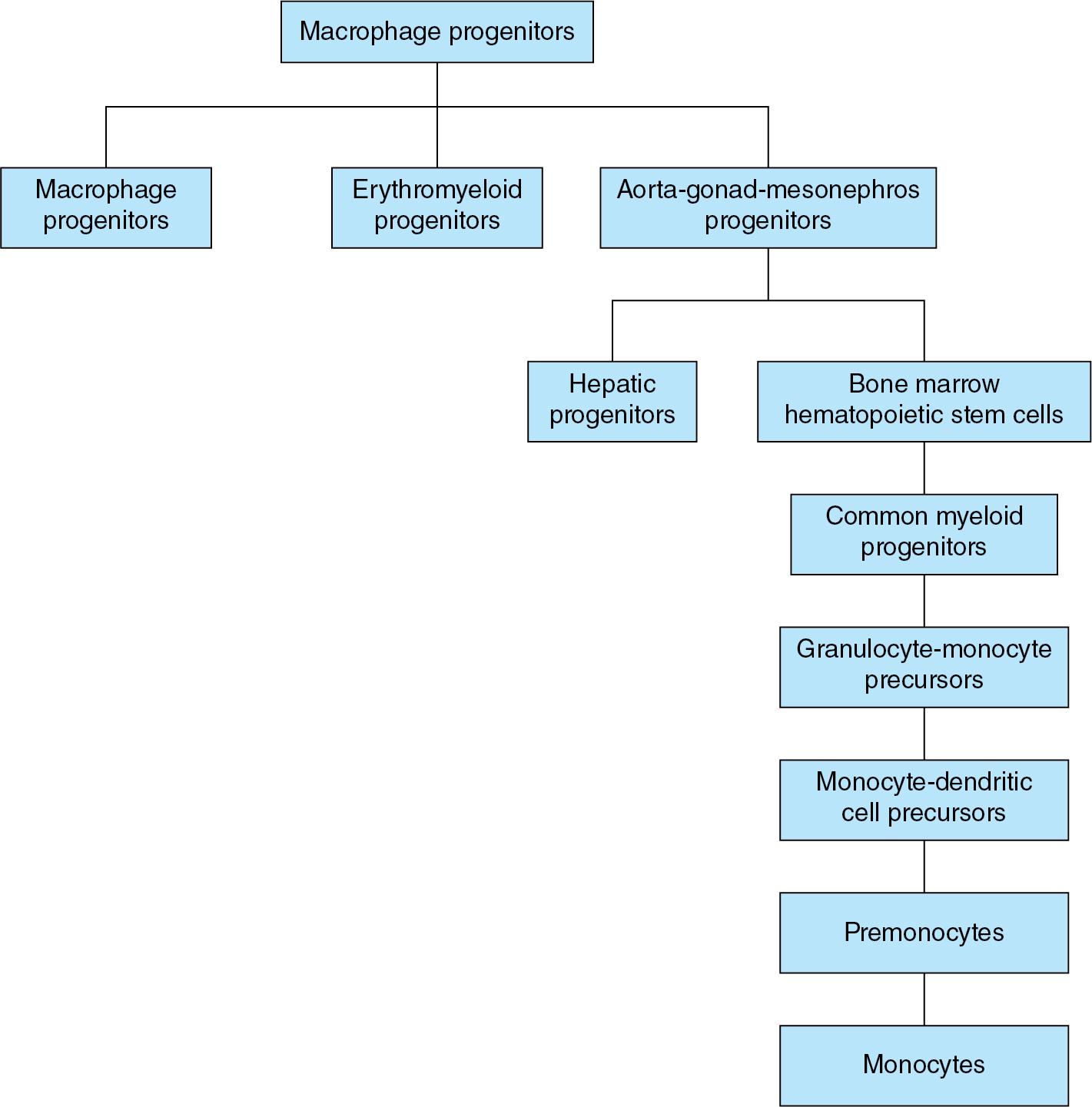 Fig. 2.1, Ontogeny of macrophages.