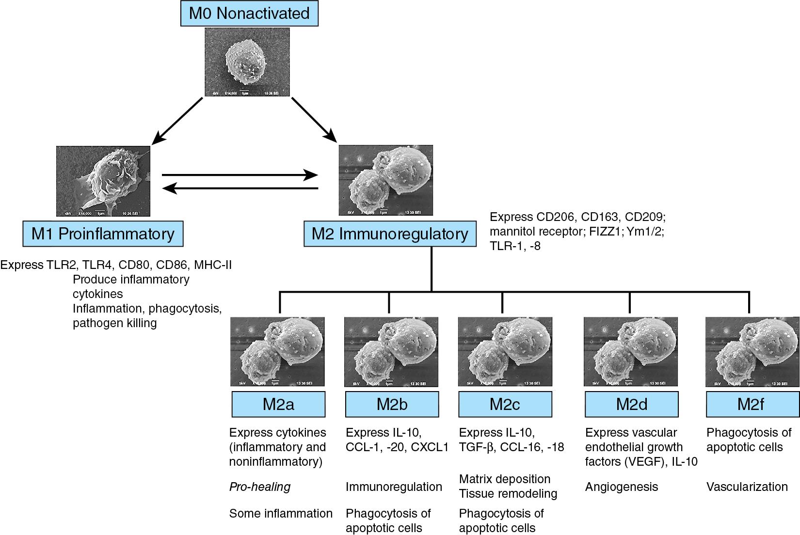Fig. 2.2, Classification of macrophages.