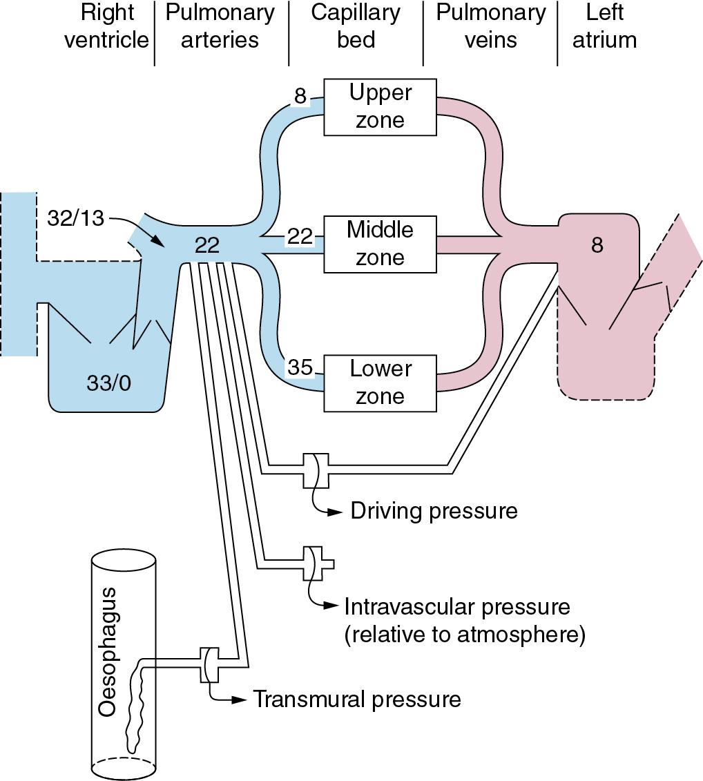 • Fig. 6.3, Normal values for pressures in the pulmonary circulation relative to atmospheric pressure (cmH 2 O). Systolic and diastolic pressures are shown for the right ventricle and pulmonary trunk, and mean pressures elsewhere. Note the effect of gravity on pressures at different levels in the lung fields. Three different connected manometers are shown to indicate driving pressure, intravascular pressure and transmural pressure.