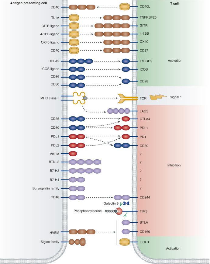 Figure 30.2, T-cell immune checkpoints: activators and inhibitors. The T-cell receptor (TCR) starts the signaling cascade on interaction with peptide antigen in the context of the major histocompatibility complex (MHC) (signal 1), but optimal activation of naïve T cells depends on a costimulatory signal through CD28 (signal 2). Additional interactions between ligands and activating (green shading) or inhibitory (red shading) receptors are crucial for further regulating T-cell activation and tolerance. These second signals include costimulatory ligands and receptors (blue), immune checkpoint ligands and receptors (red), tumor necrosis factor (TNF) receptor superfamily (TNFRSF; brown) members and their trimeric TNF superfamily ligands (light brown), and additional members of the immunoglobulin superfamily (purple). Examples of therapeutics targeting these and other pathways are shown in brackets. BTLA, B- and T-lymphocyte attenuator; BTNL2, butyrophilin-like protein 2; CTLA4, cytotoxic T-lymphocyte antigen 4; GITR, glucocorticoid-induced tumor necrosis factor receptor–related protein; HHLA2, HERV-H LTR-associating protein 2; HVEM, herpesvirus entry mediator; ICOS, inducible T-cell costimulator; LAG3, lymphocyte activation gene 3 protein; PD1, programmed cell death protein 1; PDL, programmed cell death 1 ligand; siglec; sialic acid–binding immunoglobulin-type lectin; TIM3, T-cell immunoglobulin mucin 3; TL1A, tumor necrosis factor–like ligand 1A; TMIGD2, transmembrane and immunoglobulin domain-containing protein 2; VISTA, V-domain immunoglobulin suppressor of T-cell activation.