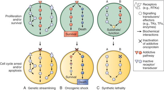 Figure 26.1, Models of oncogene addiction. (A) The “genetic streamlining” theory postulates that nonessential pathways (top; gray) are inactivated during tumor evolution, so the dominant, addictive pathways (red) are not surrogated by compensatory signals. On abrogation of dominant signals, a collapse in cellular fitness occurs and cells experience cell cycle arrest or apoptosis ( bottom; red and gray ). (B) In the “oncogenic shock” model, addictive oncoproteins (e.g., RTKs, red triangle ) trigger at the same time prosurvival and proapoptotic signals ( top; red and blue pathways, respectively). Under normal conditions, the prosurvival outputs dominate over the proapoptotic ones (top), but after blockade of the addictive receptor, the rapid decline in the activity of survival pathways (bottom; dashed lines) subverts this balance in favor of death-inducing signals, which tend to last longer and eventually lead to apoptotic death. (C) Two genes are considered to be in a synthetic lethal relationship when loss of one or the other is still compatible with survival but loss of both is fatal. In the top panel, biochemical inactivation of pathway A (gray) has no effect on cell viability because pathway B (red), which converges at some point on a common substrate or effector (yellow), has compensating activity. When the integrity of pathway B is disrupted (bottom), the common downstream biochemical function is lost, and again cancer cells may experience cell cycle arrest or apoptosis.