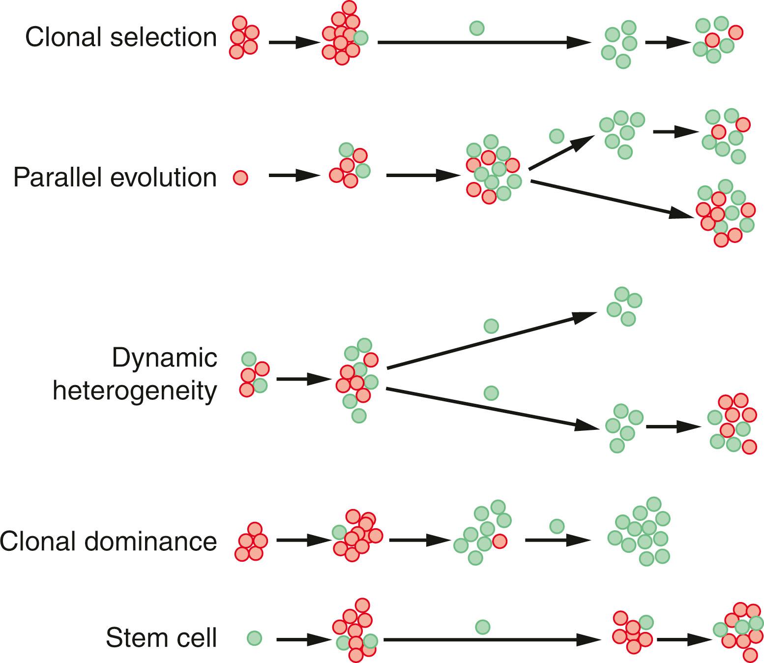 Fig. 35.1, Models of the metastatic process. Five models have been proposed for metastatic development.