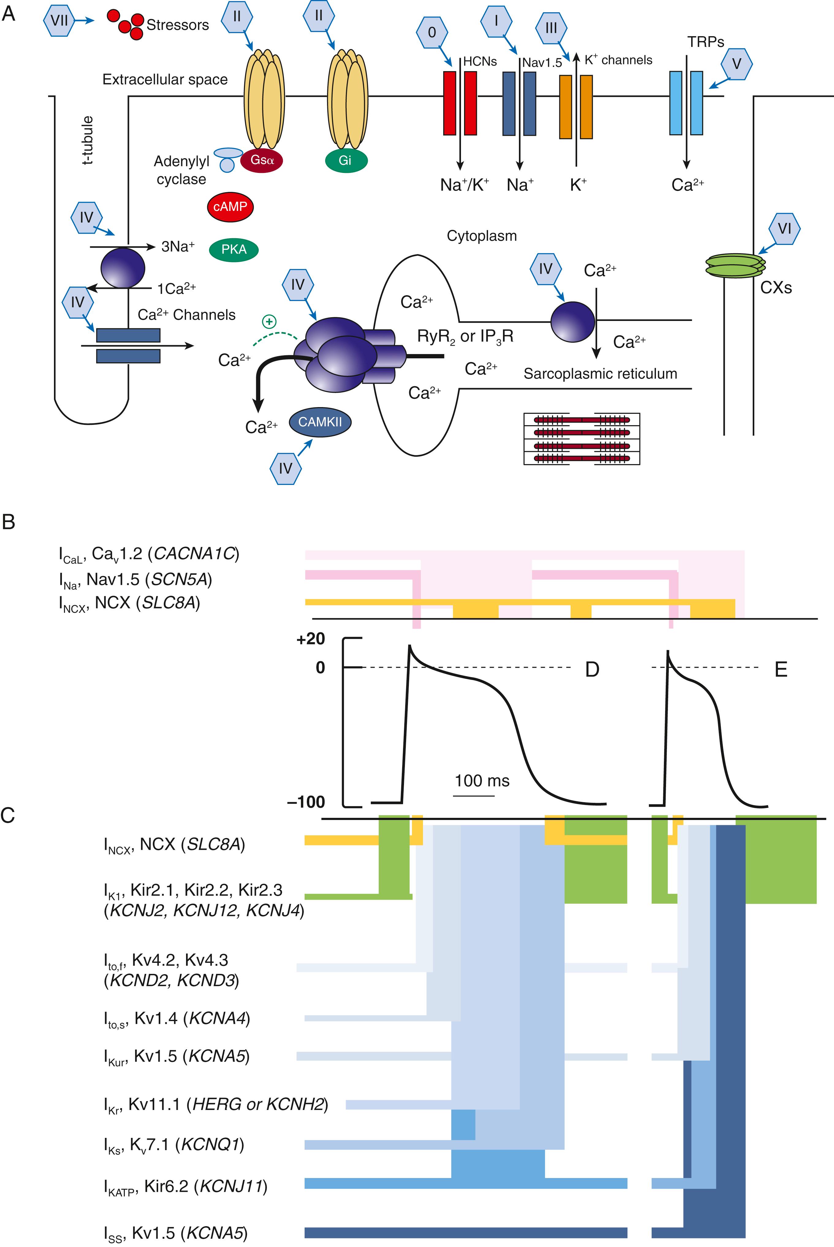 FIGURE 64.1, A, Surface and intracellular membrane ion channels, ion exchangers, transporters, and ionic pumps involved in cardiomyocyte electrophysiological excitation and activation; Roman numerals in blue hexagons refer to classes ( 0 , HCN channel blockers; I , voltage-gated sodium channel blockers; II , autonomic inhibitors/activators; III , potassium channel blockers/openers; IV , calcium handling modulators; V, mechanosensitive channel blockers; VI , gap junction channel blockers; VII , upstream target modulators). B to E, Activation and inactivation of ion channels, currents, underlying proteins, and encoding genes and their contributions to ( B ) inward depolarizing and ( C ) outward repolarizing currents inscribing cardiac action potentials (APs). Ventricular ( D ) and atrial ( E ) APs comprise rapid depolarizing (phase 0), early repolarizing (phase 1), brief (atrial) or prolonged (ventricular) phase 2 plateaus (phase 2), phase 3 repolarization, and phase 4 electric diastole. In these, inward Na + or Ca 2+ currents drive phase 0 depolarization and Ca 2+ current maintains the phase 2 plateau ( B ), and a range of outward K + currents ( C ) drive phase 1 and phase 3 repolarization. Phase 4 resting potential restoration is accompanied by a refractory period required for Na + channel recovery. The resulting wave of electric activity and refractoriness is propagated through successive sino-atrial node, atrial, atrioventricular, Purkinje, and endocardial and epicardial ventricular cardiomyocytes. CaMKII indicates calcium/calmodulin kinase II; Cx , connexin; Gi , inhibitory G protein; Gs , stimulatory G-protein; HCN , hyperpolarization-activated cyclic nucleotide-gated channel; Nav1.5 , cardiac Na + channel protein; PKA , protein kinase A; RyR2 , cardiac ryanodine receptor type 2; TRP , transient receptor potential channel.