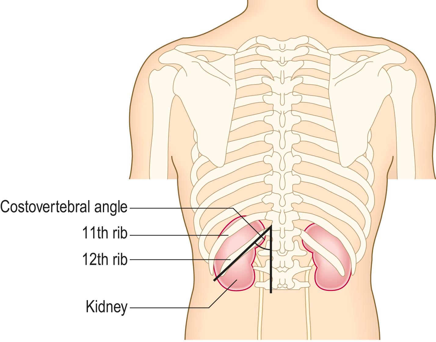 Fig. 12.1, The surface anatomy of the kidneys from the back.