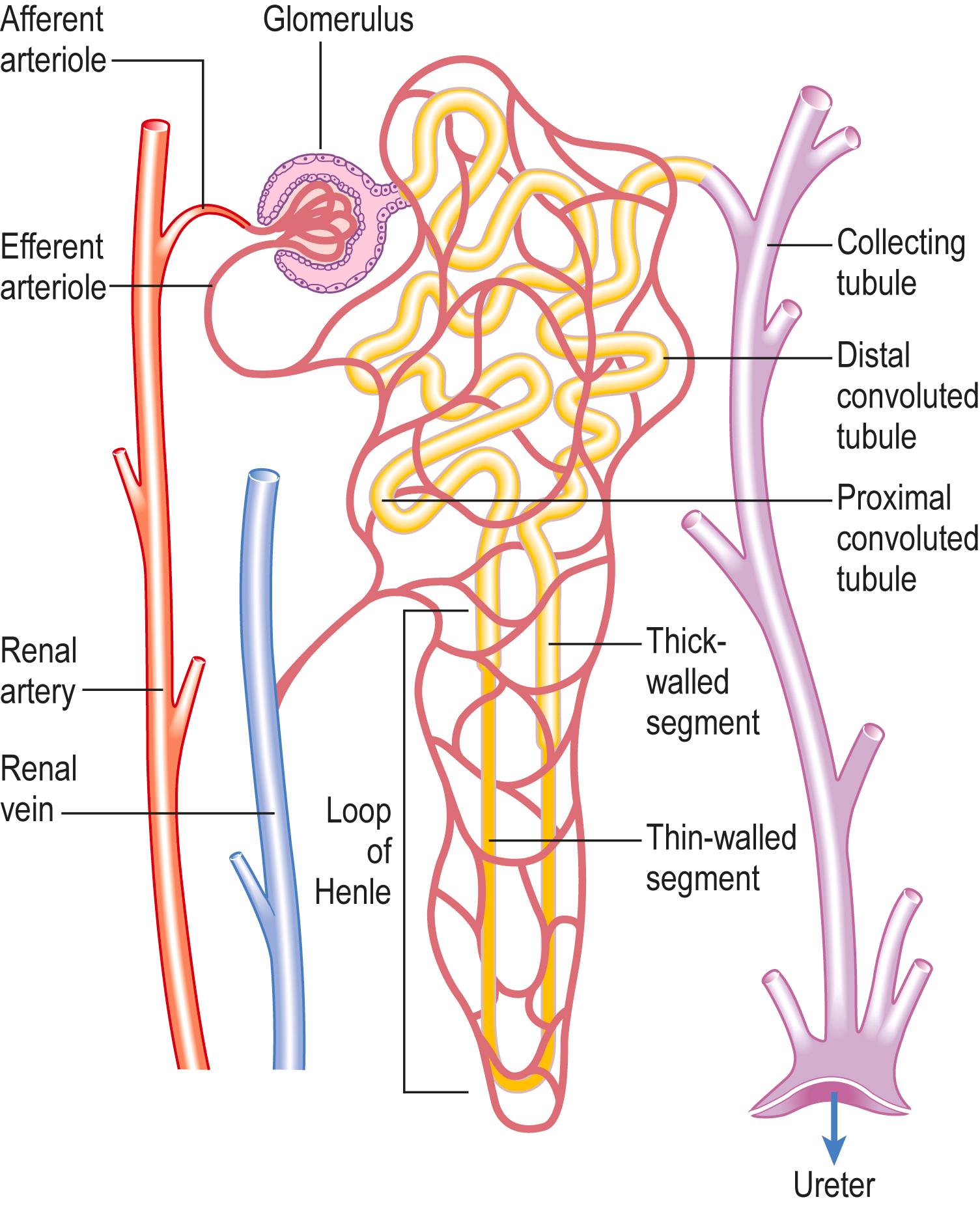 Fig. 12.2, A single nephron.