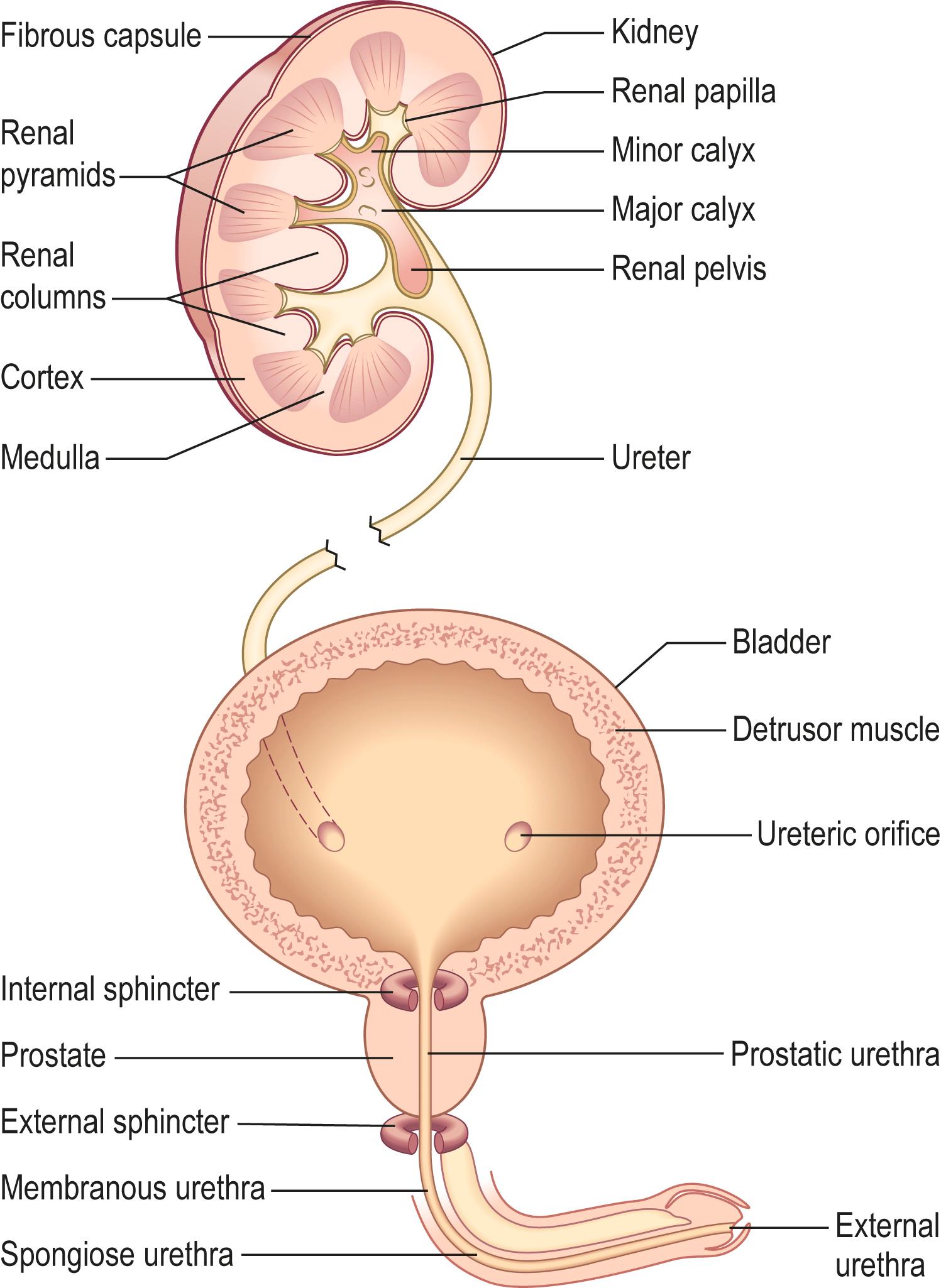 Fig. 12.3, The male urinary tract.