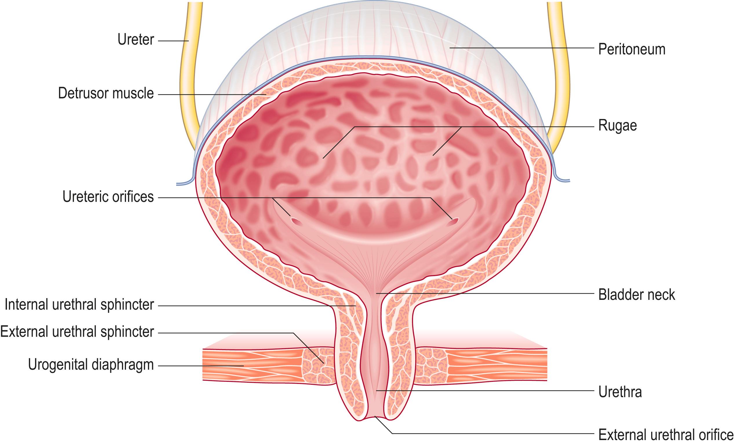 Fig. 12.4, The female urinary tract.