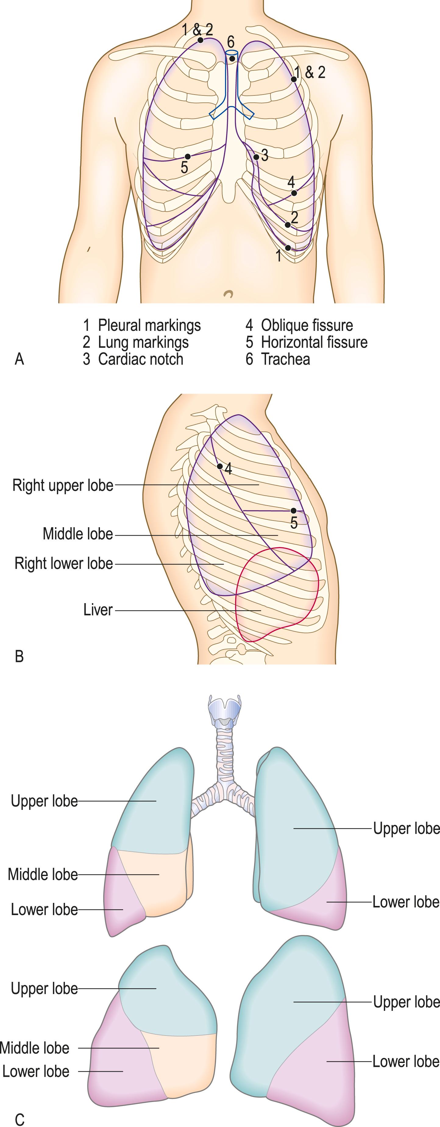 Fig. 5.1, Surface anatomy of the thorax. A Anterior view. B Right lateral view. C Lobar anatomy of the lung surfaces: anterior view ( upper ), lateral view ( lower ).