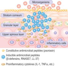 Fig. 1.32, Innate immunity in the skin: the physical barrier is complemented by an innate immune response that targets bacteria, viruses and fungi and prevents them from invading the skin. These peptides include constitutive and inducible substances against a broad range of organisms.