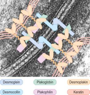 Fig. 1.47, Protein composition of a desmosome junction between adjacent keratinocytes. The keratin filament network of two keratinocytes is linked by a series of desmosomal plaque proteins and transmembranous molecules to create a structural and signaling bridge between the cells.