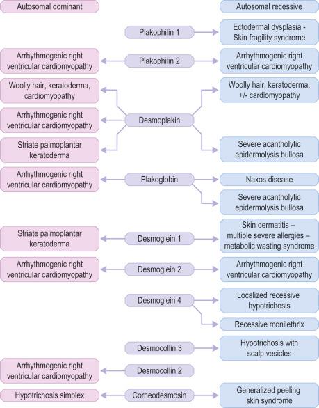 Fig. 1.48, Genetic disorders of desmosomes: autosomal dominant or autosomal recessive mutations in ten different structural components of desmosomes may give rise to specific diseases that can affect skin, hair or heart or combinations thereof.