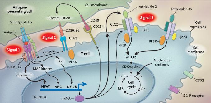 Fig. 1.1, This figure demonstrates the required signals for T-cell activation as well as the mechanistic targets for immunosuppressive agents.