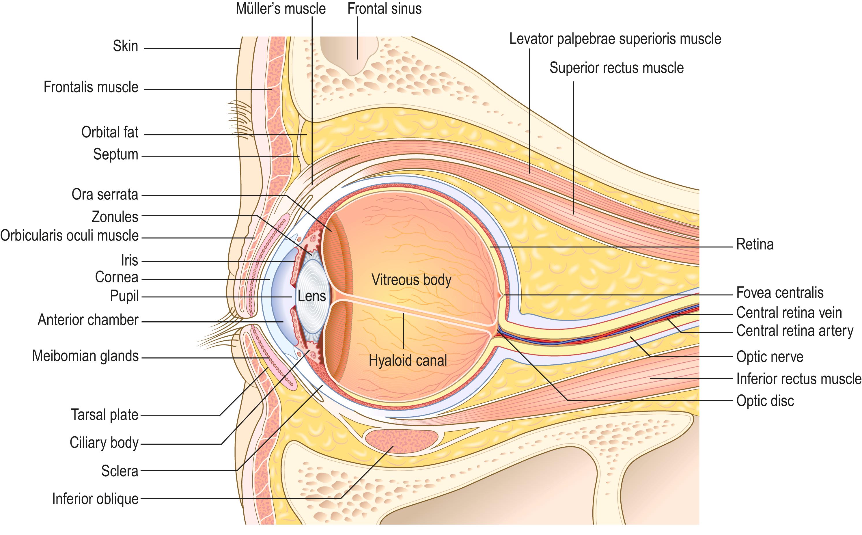 Fig. 8.1, Cross-section of the eye and orbit (sagittal view).