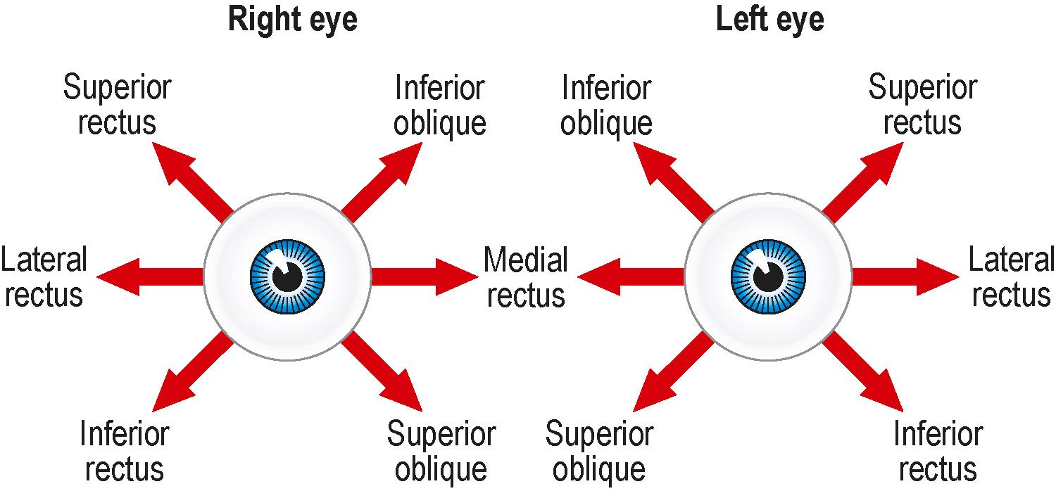 Fig. 8.2, Control of eye movements.