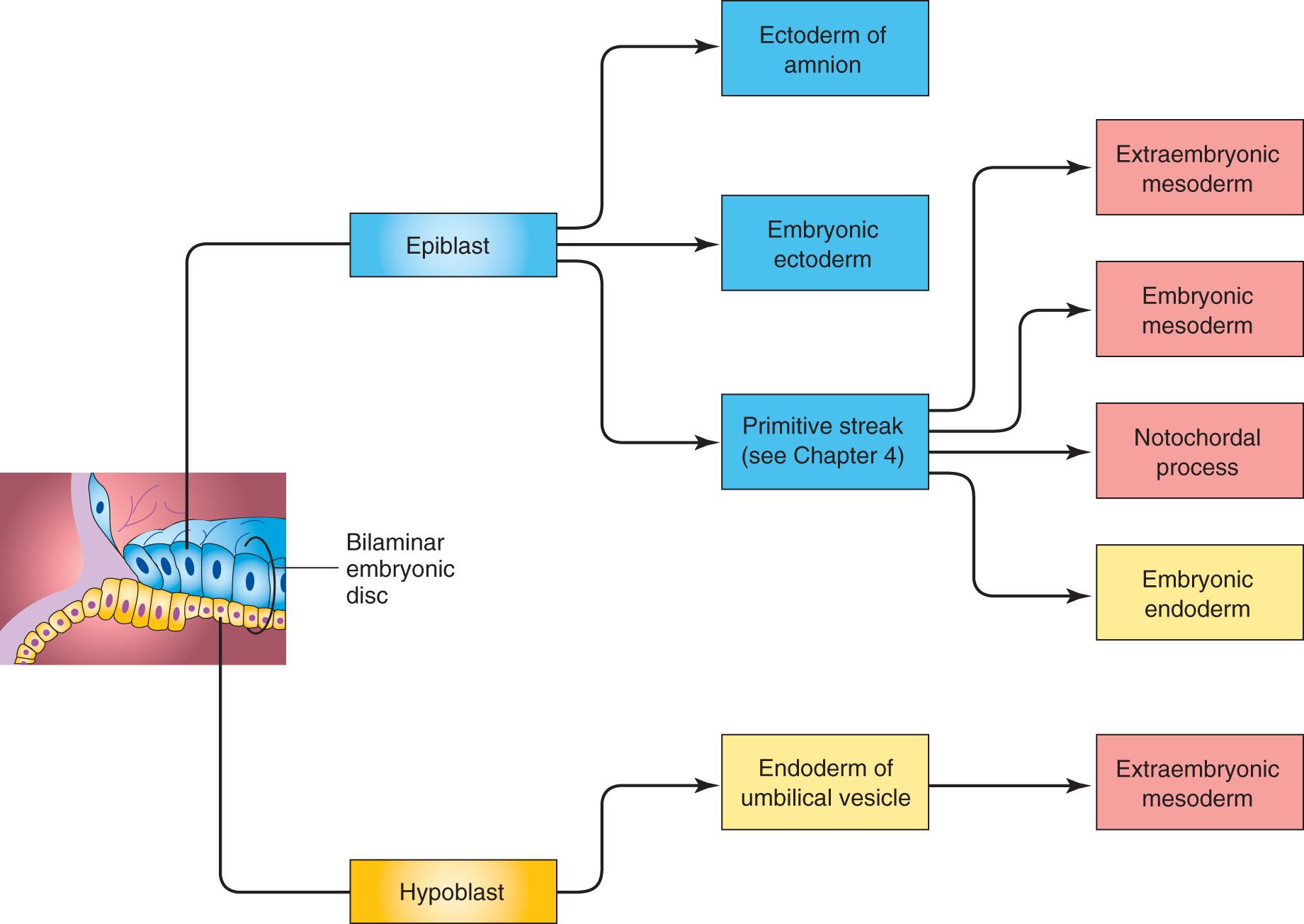 Fig. 4.2, Origin of embryonic tissues. The colors in the boxes are used in drawings of sections of embryos.