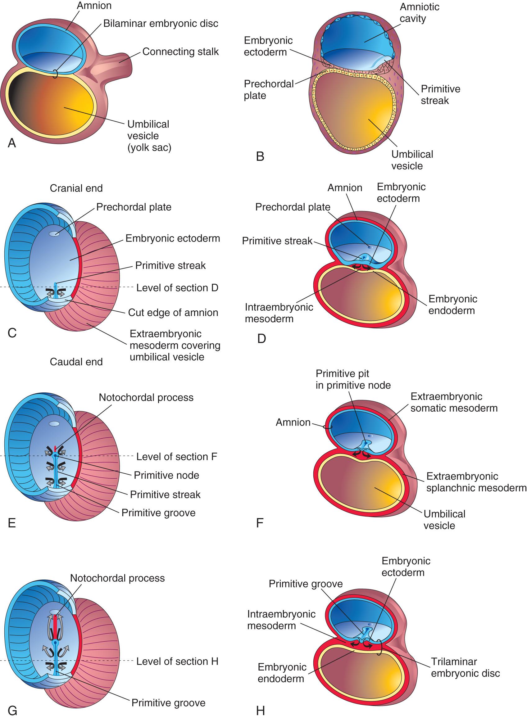 Third Week of Human Development - Clinical Tree, image size:1697x2313