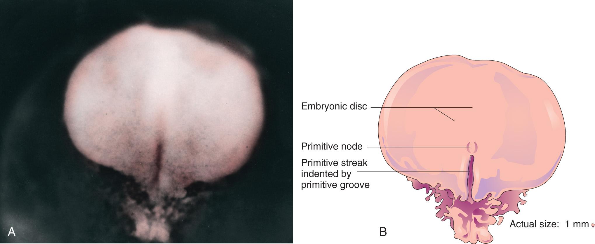 Fig. 4.4, A , Dorsal view of an embryo approximately 16 days old. B , Drawing of structures shown in A .