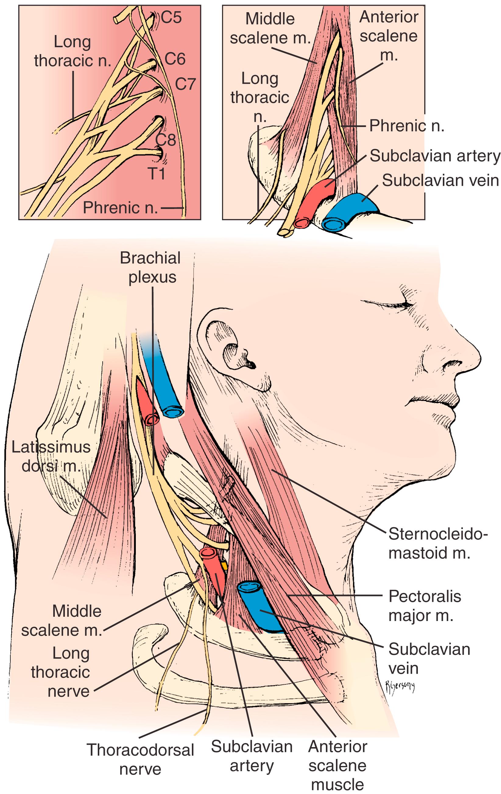 Figure 124.1, Anatomy of the Thoracic Outlet.